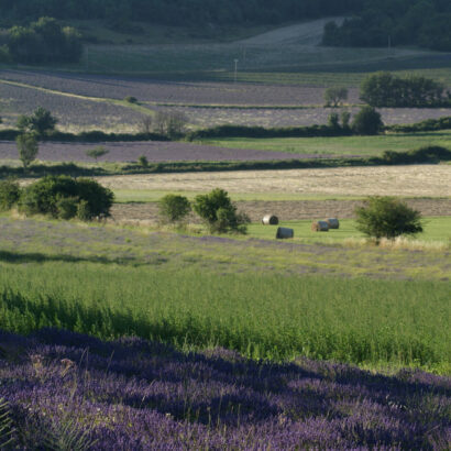 Latest lavender news at Aroma’Plantes
