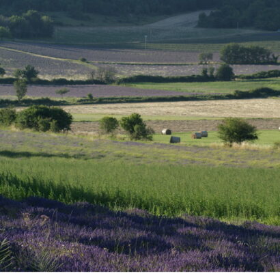 The Lavender route around Ventoux