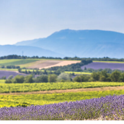The Lavender Route in Luberon