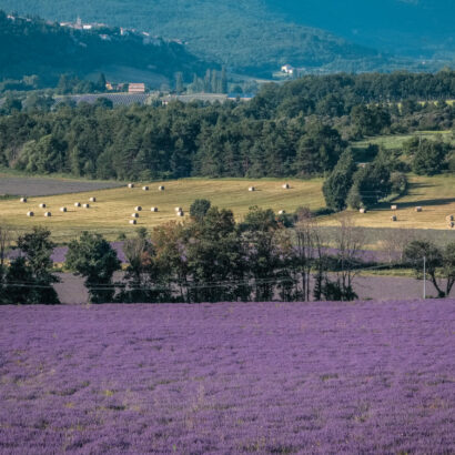 The Lavender Route