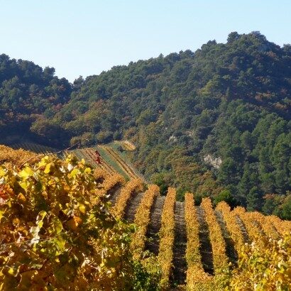 Wine tourism in the Dentelles de Montmirail with Rhonea