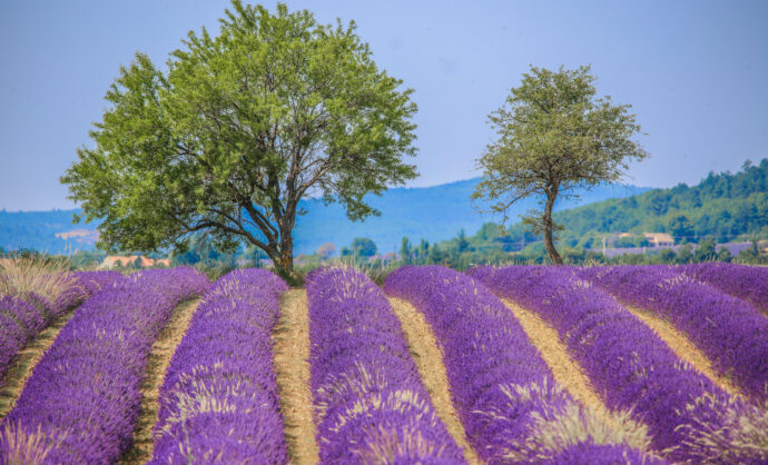A weekend in lavender country