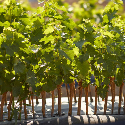 Land-rover tour of a vine nursery 