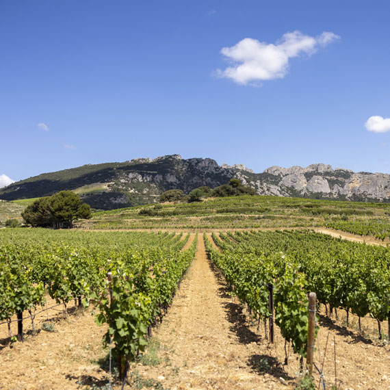 domaine-coyeux-vignes